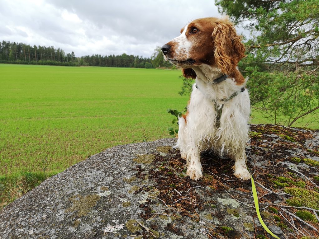 Sookie på en sten